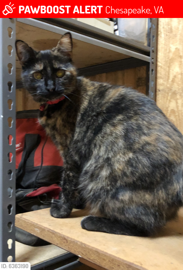 Deceased Female Cat last seen Bower Hill area in Chesapeake , Chesapeake, VA 23321
