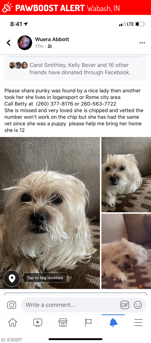 Lost Female Dog last seen State road 24 , Wabash, IN 46992