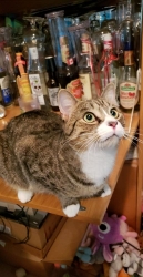 Lost Male Cat last seen Wenmore Road and Bethany Drive, Commack, NY 11725