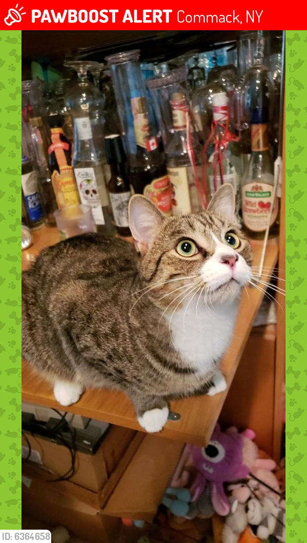 Lost Male Cat last seen Wenmore Road and Bethany Drive, Commack, NY 11725