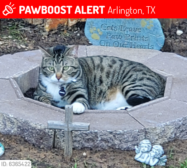 Lost Male Cat last seen Quail Lane & Hedgeway Drive, Arlington, TX 76016