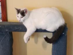 Lost Female Cat last seen Cotton Hill Road, Roanoke, VA 24018