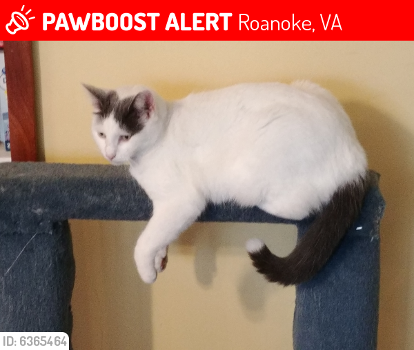 Lost Female Cat last seen Cotton Hill Road, Roanoke, VA 24018