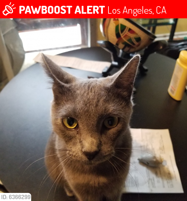 Lost Male Cat last seen Venice Bl. and Wade , Los Angeles, CA 90066