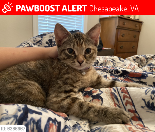 Lost Female Cat last seen Red knot lane & Edwin way , Chesapeake, VA 23322