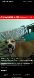 Reunited Male Dog last seen NW 36th and Portland off i44, Oklahoma City, OK 73112