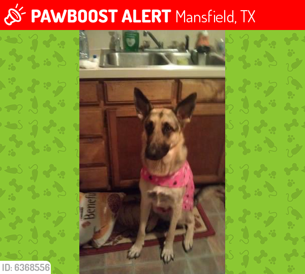 Lost Female Dog last seen QT on East broad street. She was with her sister, a white husky who was returned to us., Mansfield, TX 76063