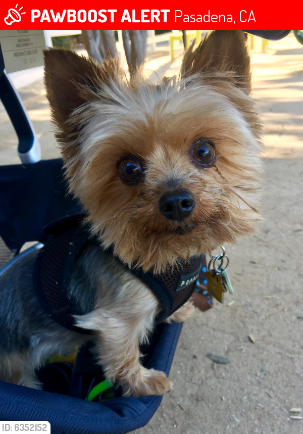 Lost Male Dog last seen El Campo drive and Lombardy, Pasadena, CA 91107