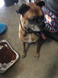 Reunited Unknown Dog last seen Near Acacia Wood Way, Katy, TX 77449
