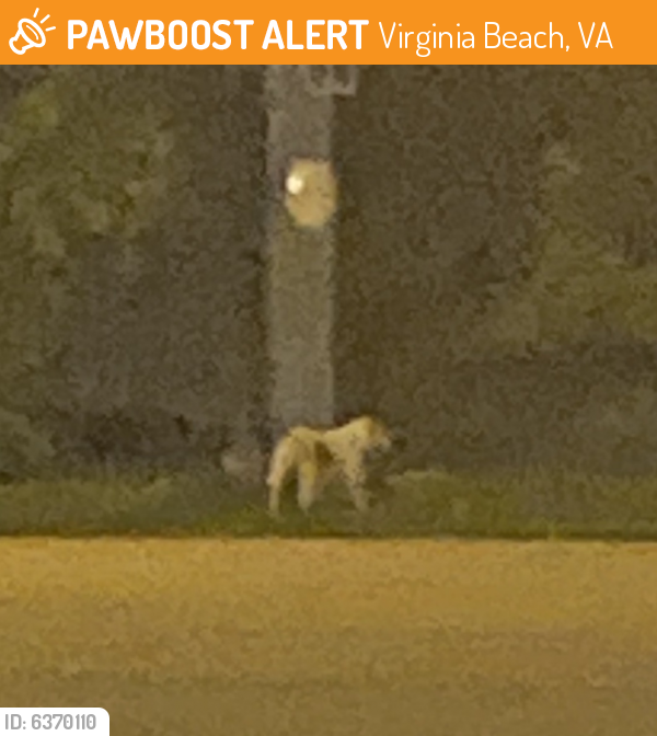 Found/Stray Female Dog last seen LynnHaven Parkway and Saber Street, Virginia Beach, VA 23456