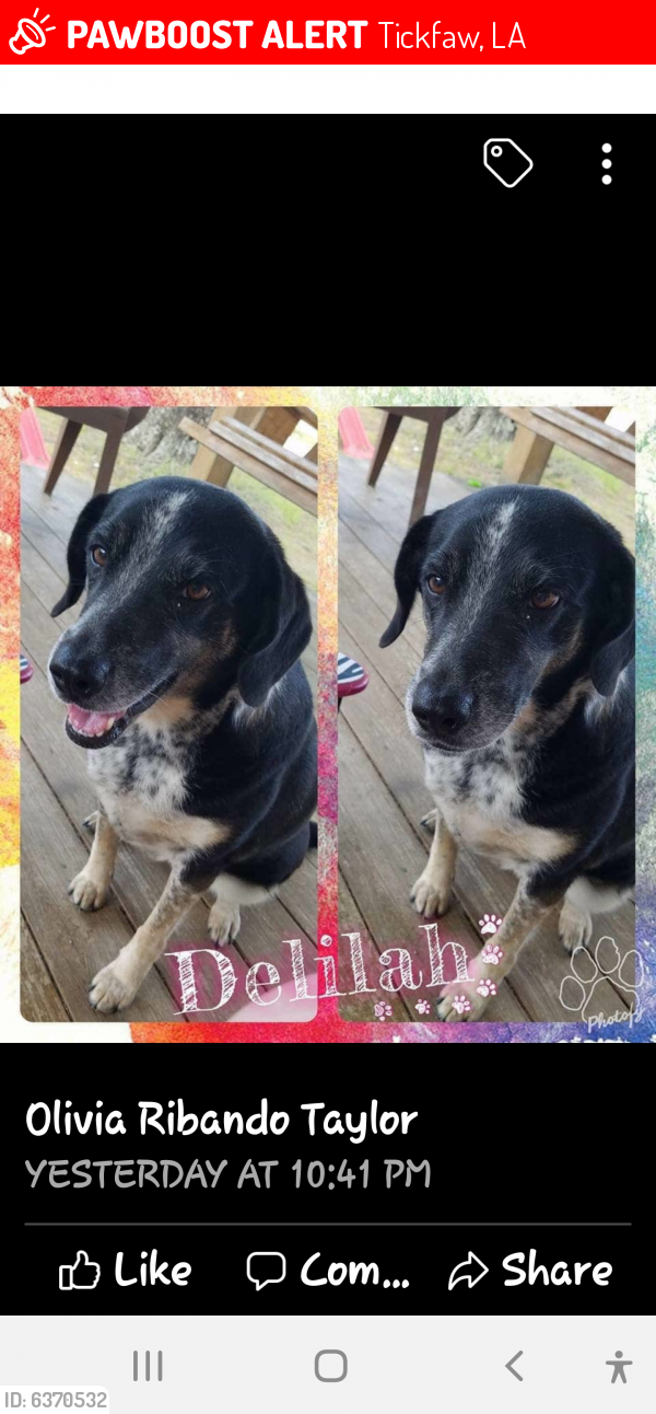 Tickfaw, LA Lost Female Dog, Delilah Is Missing PawBoost
