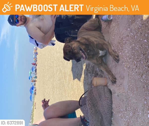 Found/Stray Unknown Dog last seen Near sandfiddler road Sandbridge Virginia , Virginia Beach, VA 23456