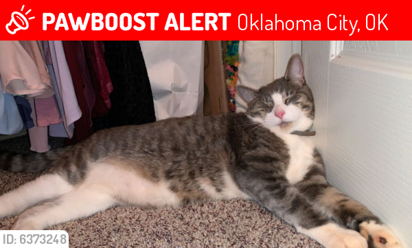 Lost Male Cat last seen Council and memorial , Oklahoma City, OK 73142