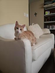 Reunited Male Cat last seen Near Camino Del Oso NE, Albuquerque, NM 87111, USA, Albuquerque, NM 87111