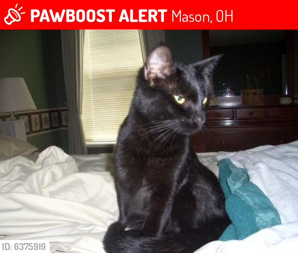 Lost Female Cat last seen Mason-Montgomery , Mason, OH 45040