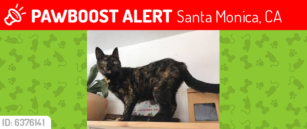 Lost Unknown Cat last seen 14th St Montana ave , Santa Monica, CA 90402