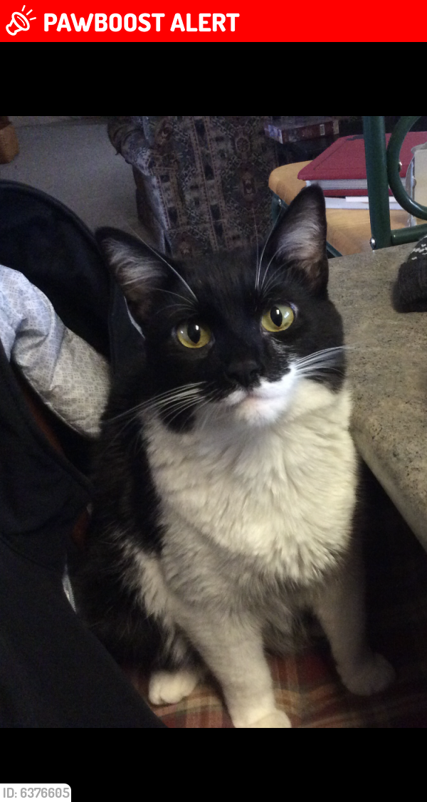 Lost Male Cat last seen Near E 1100 N North Manchester Indiana, North Manchester, IN 46962