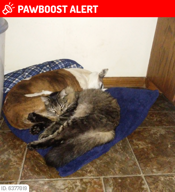 Lost Male Cat last seen Lions Valley Place Park and 31st and Hampshire, Hennepin County, MN 55429
