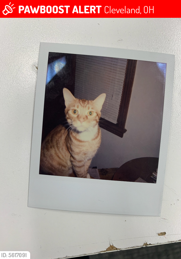 Lost Male Cat last seen Alger road, Cleveland, OH 44111