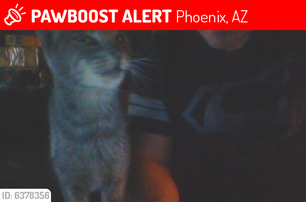 Lost Female Cat last seen 18th St and Oak, Phoenix, AZ 85006