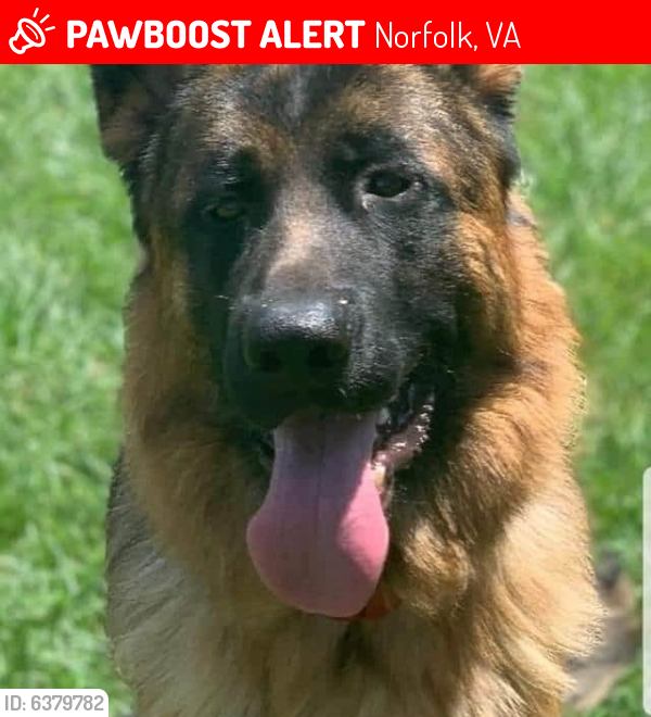 Lost Male Dog last seen Little creek rd., Norfolk, VA 23518