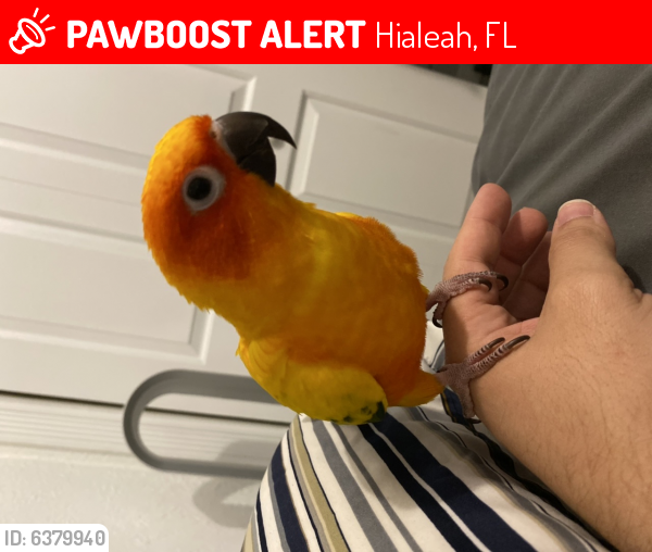Lost Female Bird last seen W 56 St & W 22nd Ct, Hialeah, FL 33016