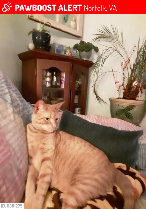 Lost Male Cat last seen 6th Bay and Ocean View Ave, Norfolk, VA 23518