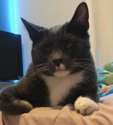 Lost Male Cat last seen 79th Avenue & Greenway, Peoria, AZ 85382