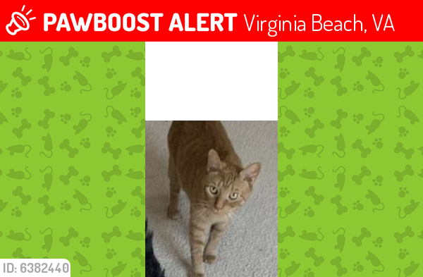 Lost Male Cat last seen Carriage Mill, Virginia Beach, VA 23464