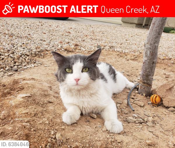 Lost Unknown Cat last seen Hunt Highway and Mountain Vista Road, Queen Creek, AZ 85142