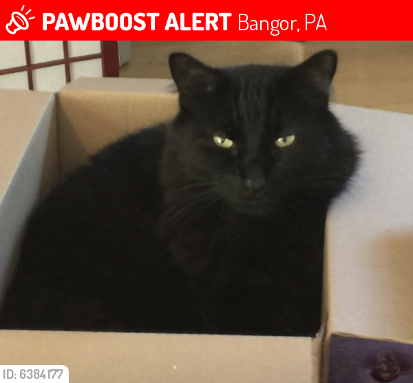 Lost Male Cat last seen Sunset Drive , Bangor, PA 18013