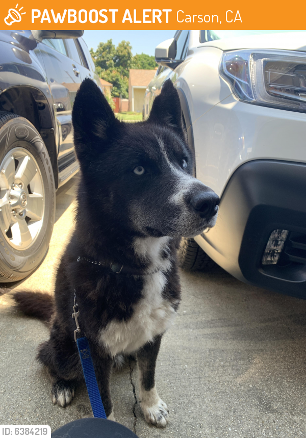 Found/Stray Male Dog last seen 220th street , Carson, CA 90810