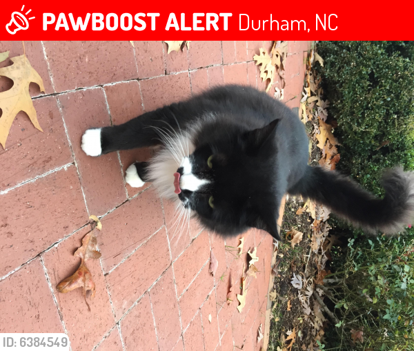 Lost Male Cat last seen Hope Valley , Durham, NC 27707