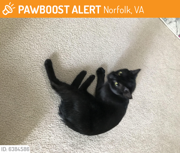 Found/Stray Male Cat last seen Llewellyn Ave. and Manteo , Norfolk, VA 23507