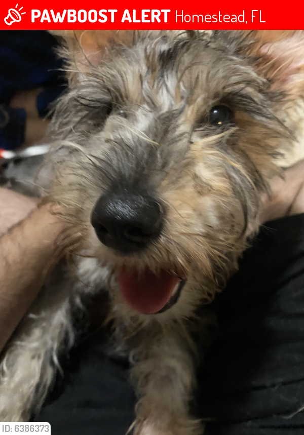 Lost Female Dog last seen Campbell Dr and NE 3rd Ave, Homestead, FL 33030