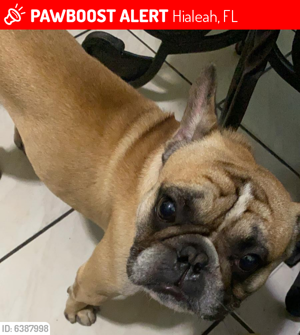 Lost Male Dog last seen Palmetto Hospital , Hialeah, FL 33016