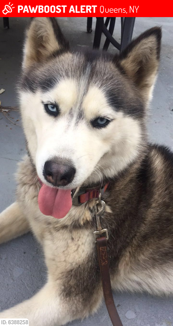 Lost Female Dog last seen Davies Road and corner of Beach 13th Street, Queens, NY 11691