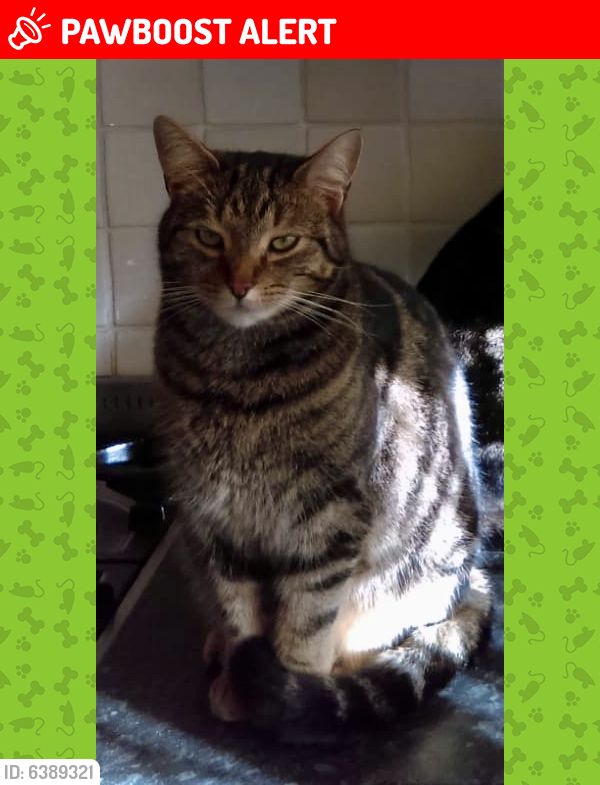 Lost Male Cat last seen Sutherland Avenue, near The Vale Pub & The CO-OP, West Midlands, England CV5