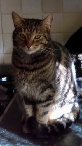 Lost Male Cat last seen Sutherland Avenue, near The Vale Pub & The CO-OP, West Midlands, England CV5
