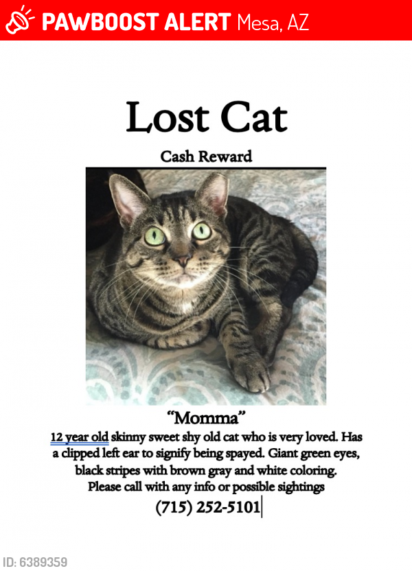 Lost Female Cat last seen South 39th street, Mesa AZ, Mesa, AZ 85204