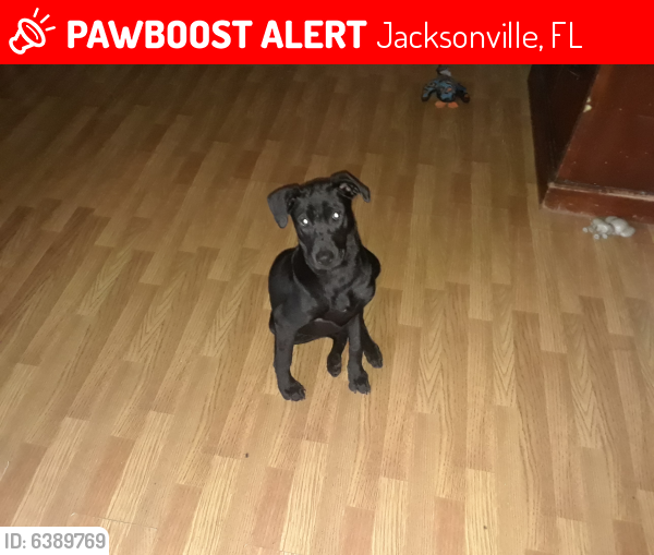 Jacksonville, FL Lost Female Dog, Gg Is Missing PawBoost