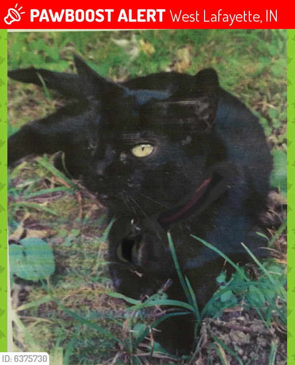 Lost Female Cat last seen Morehouse Rd., N 250 W, Taft Rd., 500 N, West Lafayette, IN 47906