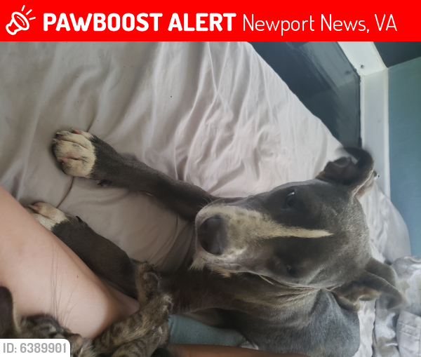 Lost Male Dog last seen Roanoke and 26th street, Newport News, VA 23607
