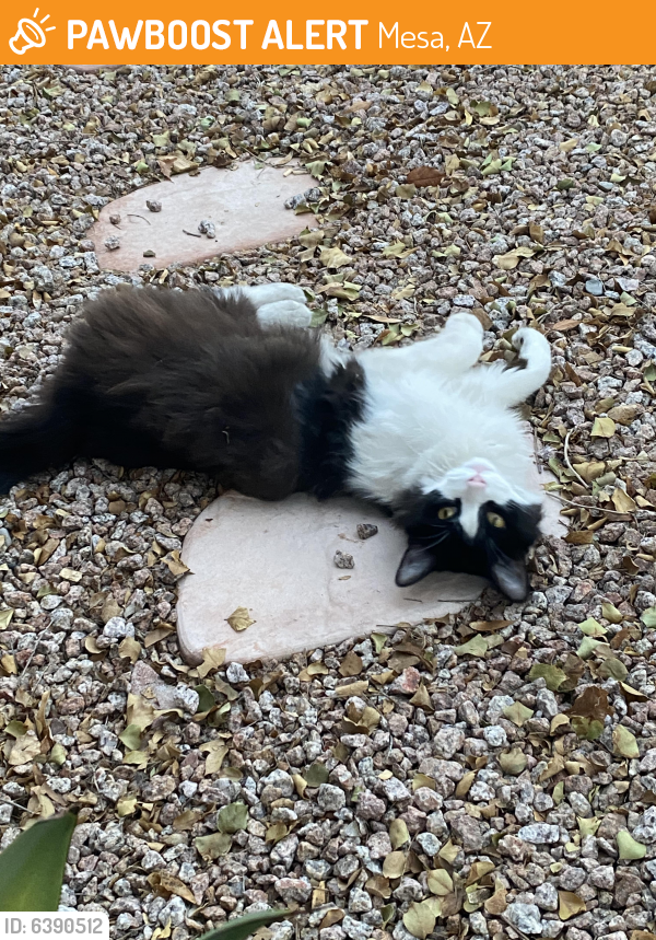 Found/Stray Unknown Cat last seen University and Sossaman , Mesa, AZ 85207
