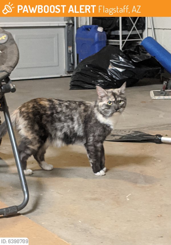 Flagstaff, AZ Stray Female Cat Found Near ponderosa trails | PawBoost