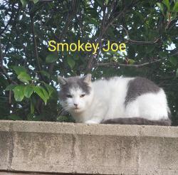 Lost Male Cat last seen Nestling Cir & E. Taron, Elk Grove, CA 95757