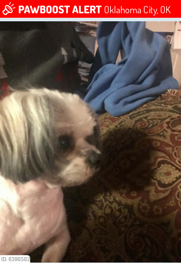 Lost Female Dog last seen S.W. 37th between May and Independence Ave., Oklahoma City, OK 73119