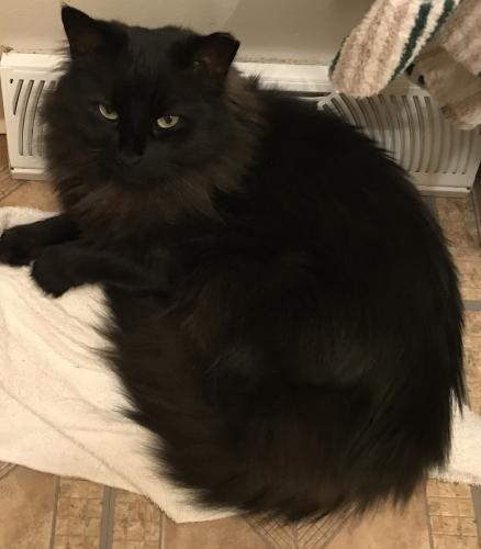 Lost Male Cat last seen Cornwall ct And Barbara dr, Mentor, OH 44060