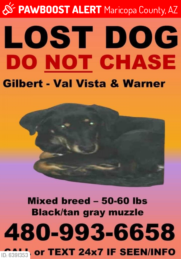 Lost Male Dog last seen Val Vista and Warner- Target parking lot, Maricopa County, AZ 85297