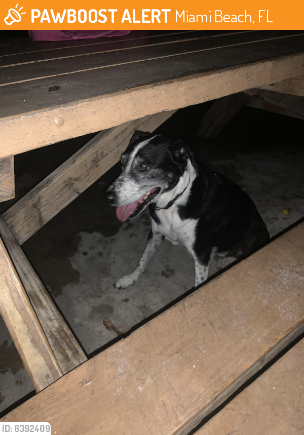 Found/Stray Unknown Dog last seen 83rd and Collins Avenue park , Miami Beach, FL 33140